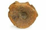 Fossil Ichthyosaur (Brachypterygius) Vertebra - England #351047-2